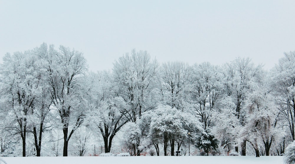 arbres couverts de neige sous un ciel blanc pendant la journée