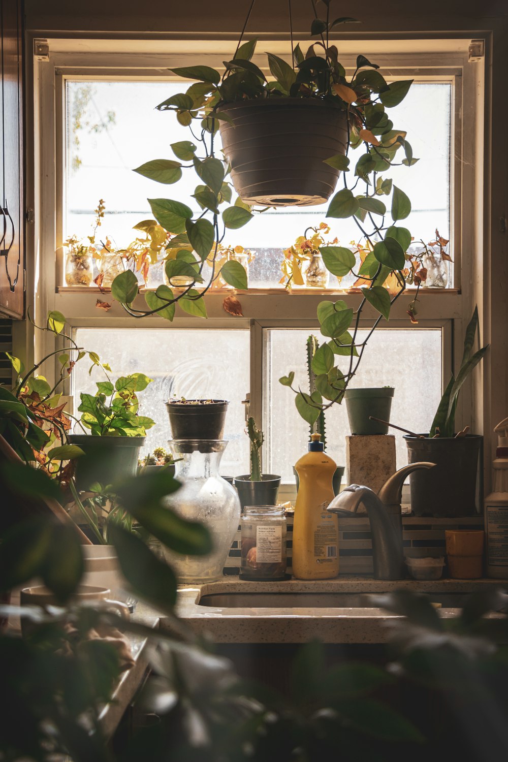 green plant in clear glass vase beside clear glass pitcher