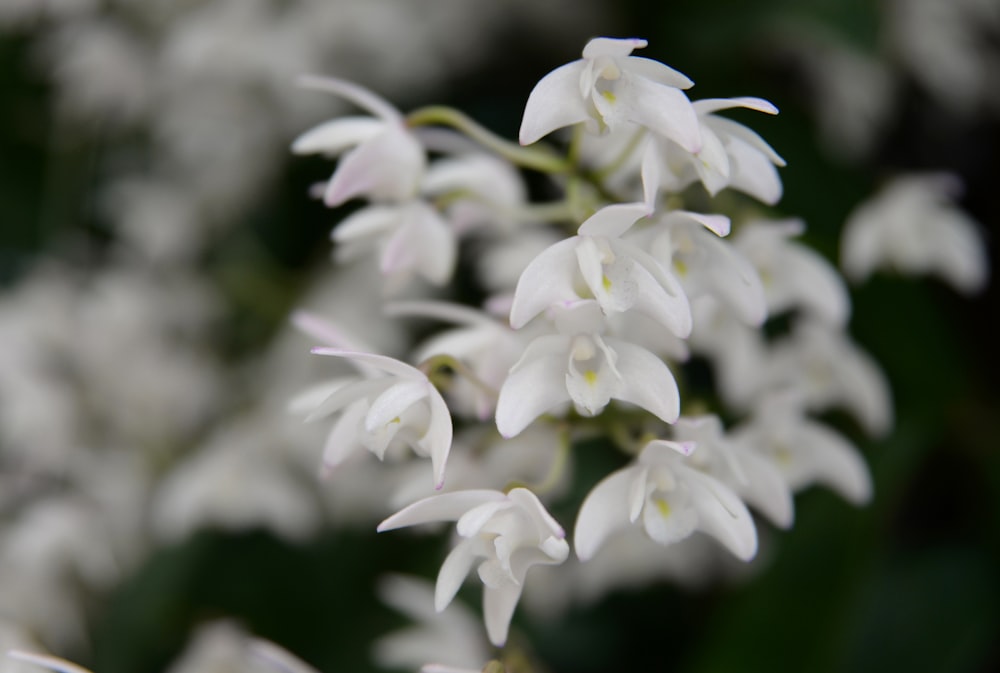 white flowers in tilt shift lens