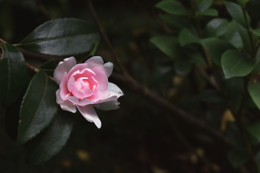 pink rose in bloom during daytime photo – Free Plant Image on Unsplash