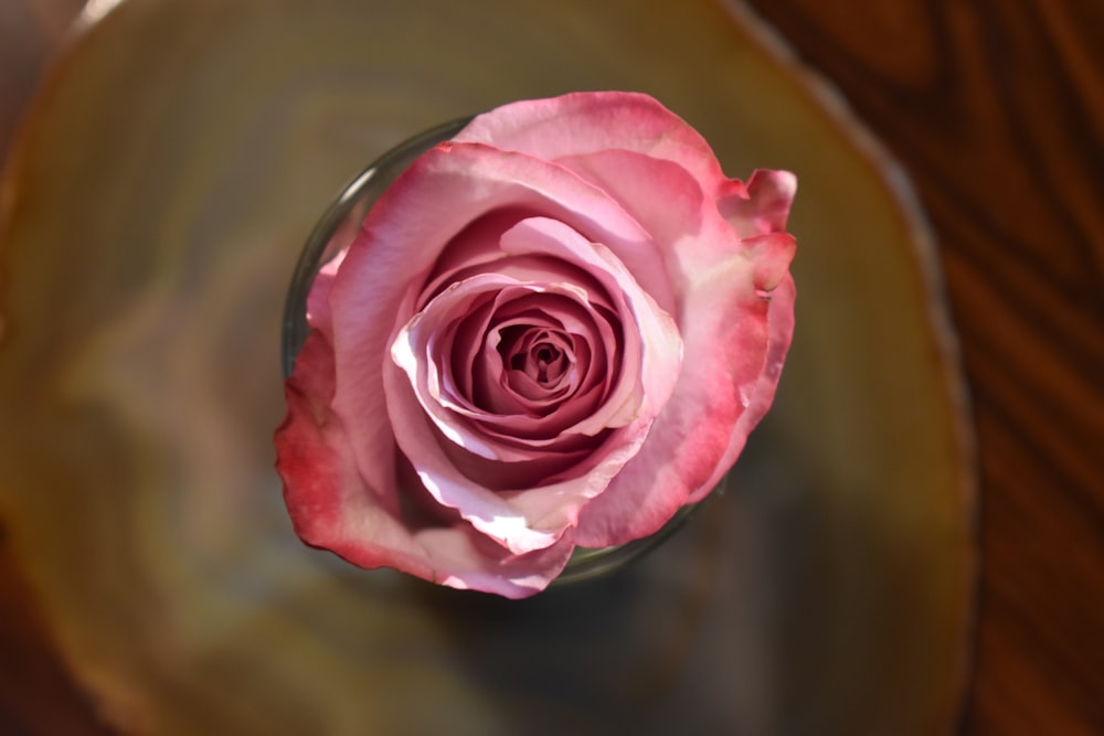 투명 유리 꽃병에 핑크 장미