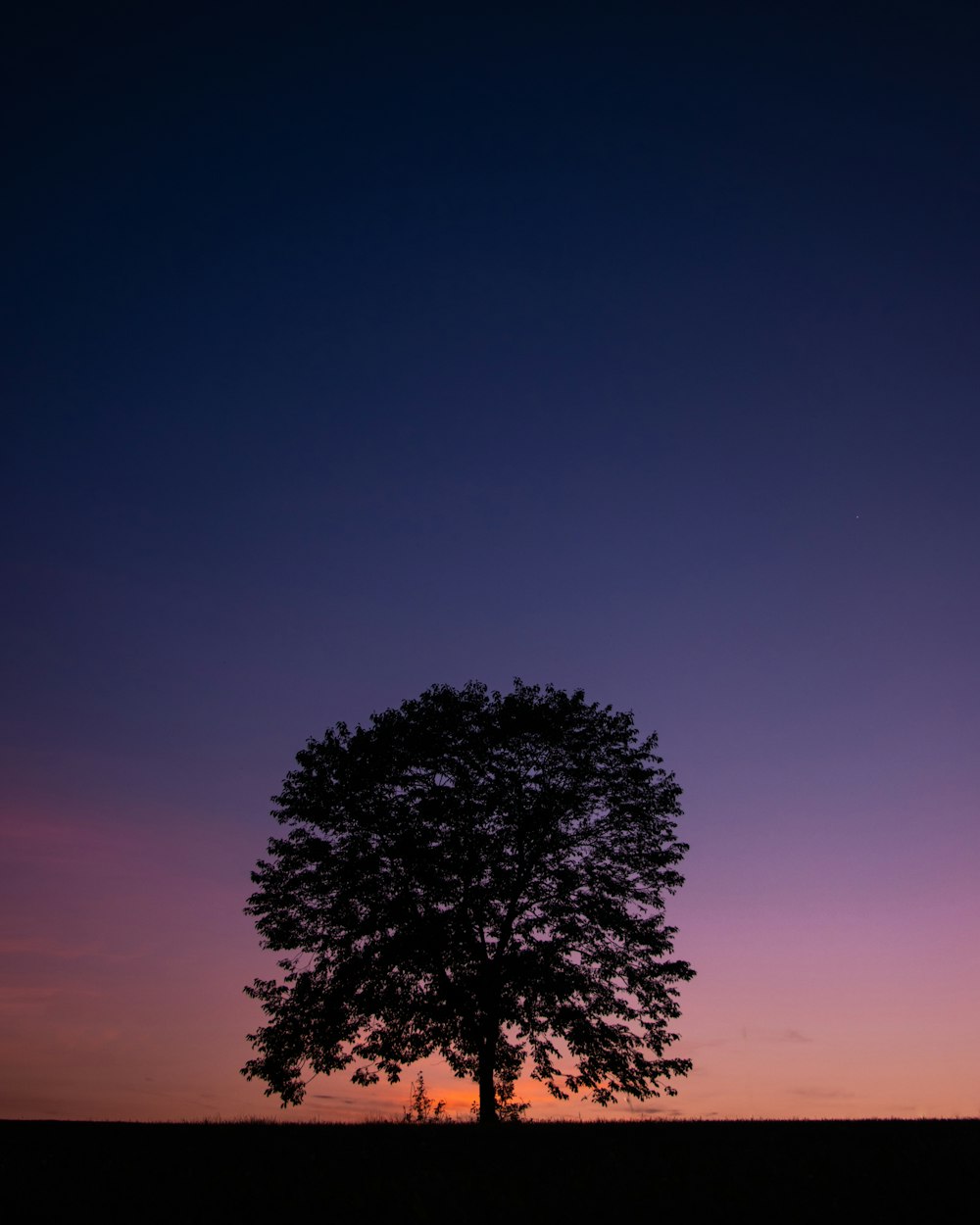 Silueta de árbol durante la puesta del sol
