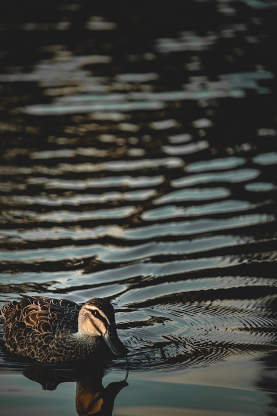 brown duck on water during daytime in Canberra ACT Australia