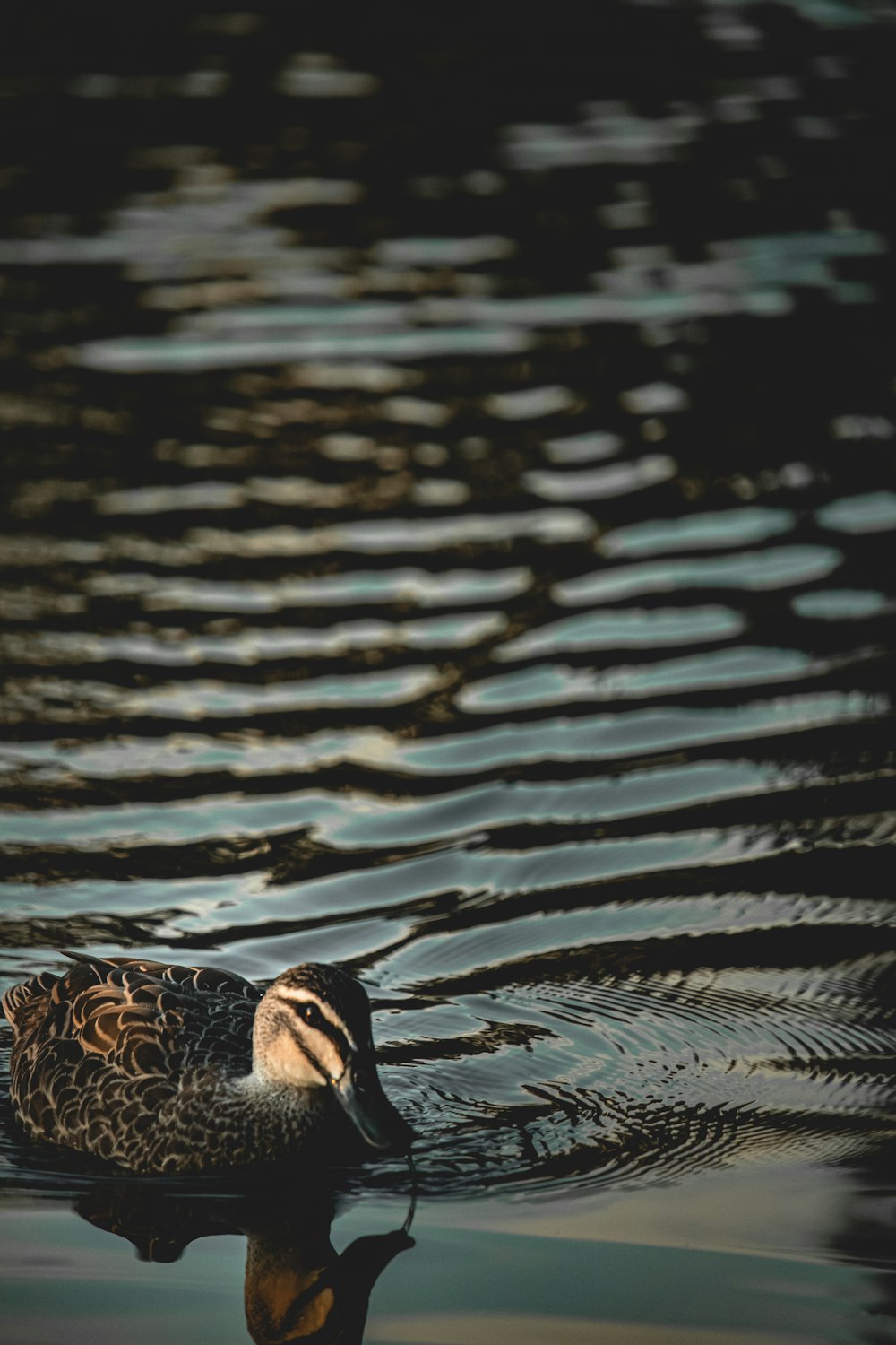 brown duck on water during daytime