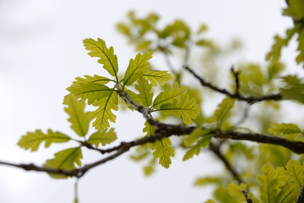 green leaves in tilt shift lens