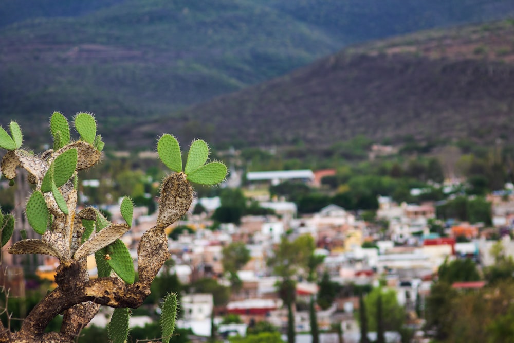 green cactus plant near city buildings during daytime