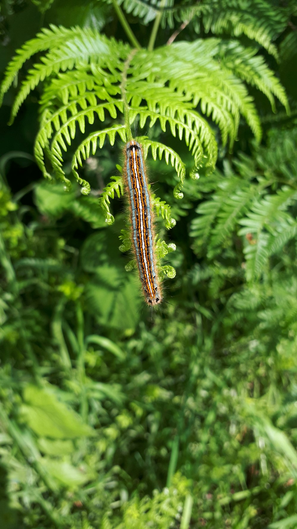 green and brown caterpillar on green fern plant