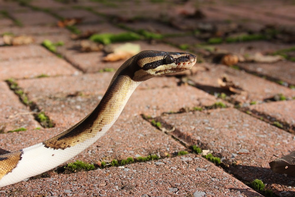 brown and black snake on ground during daytime
