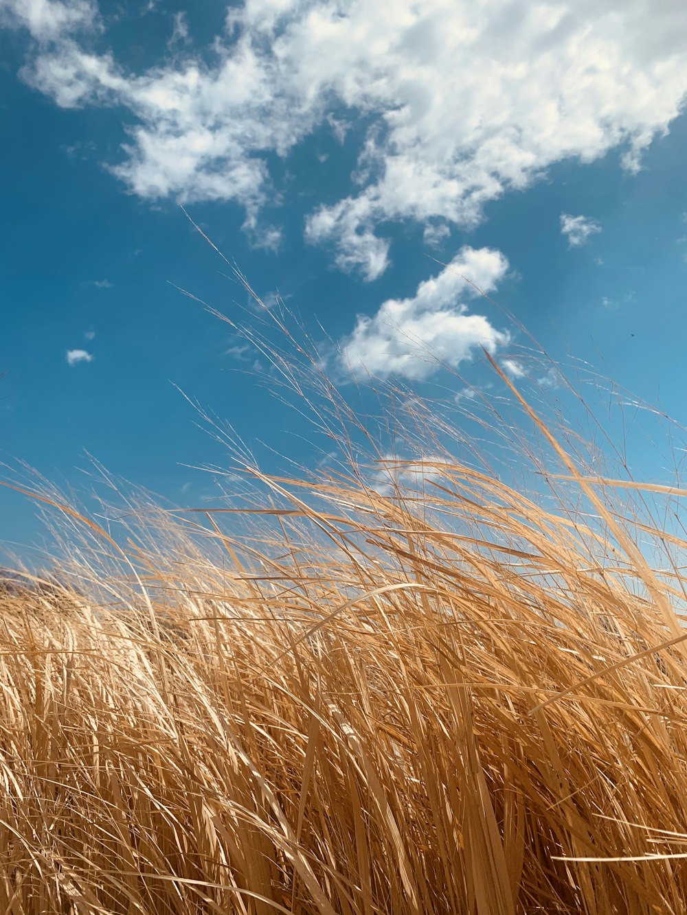 brown grass under blue sky during daytime