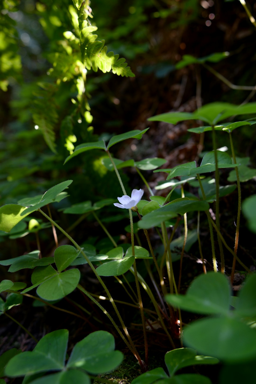 A redwood sorrel plant in Muir Woods, also known as Oxalis oregana. These are native to the coastal redwood and Douglas fir forests of the Pacific Northwest region of North America. The Oxalis are so accustomed to the low light of the forest floor that, when struck by direct sunlight, the leaves fold downward. When shade returns, they reopen. The movement is quick enough to be observable by the human eye.