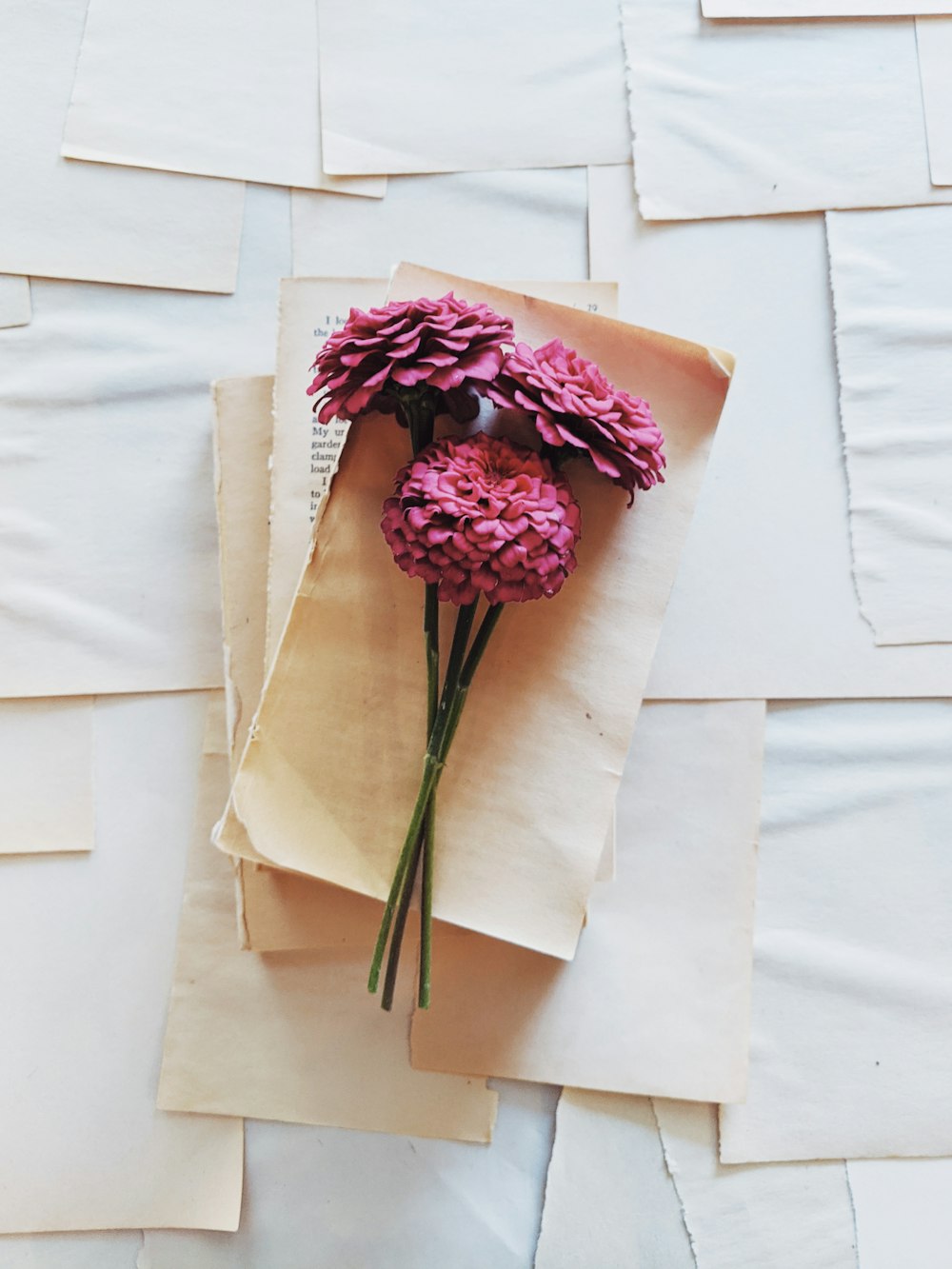 pink flower on white paper