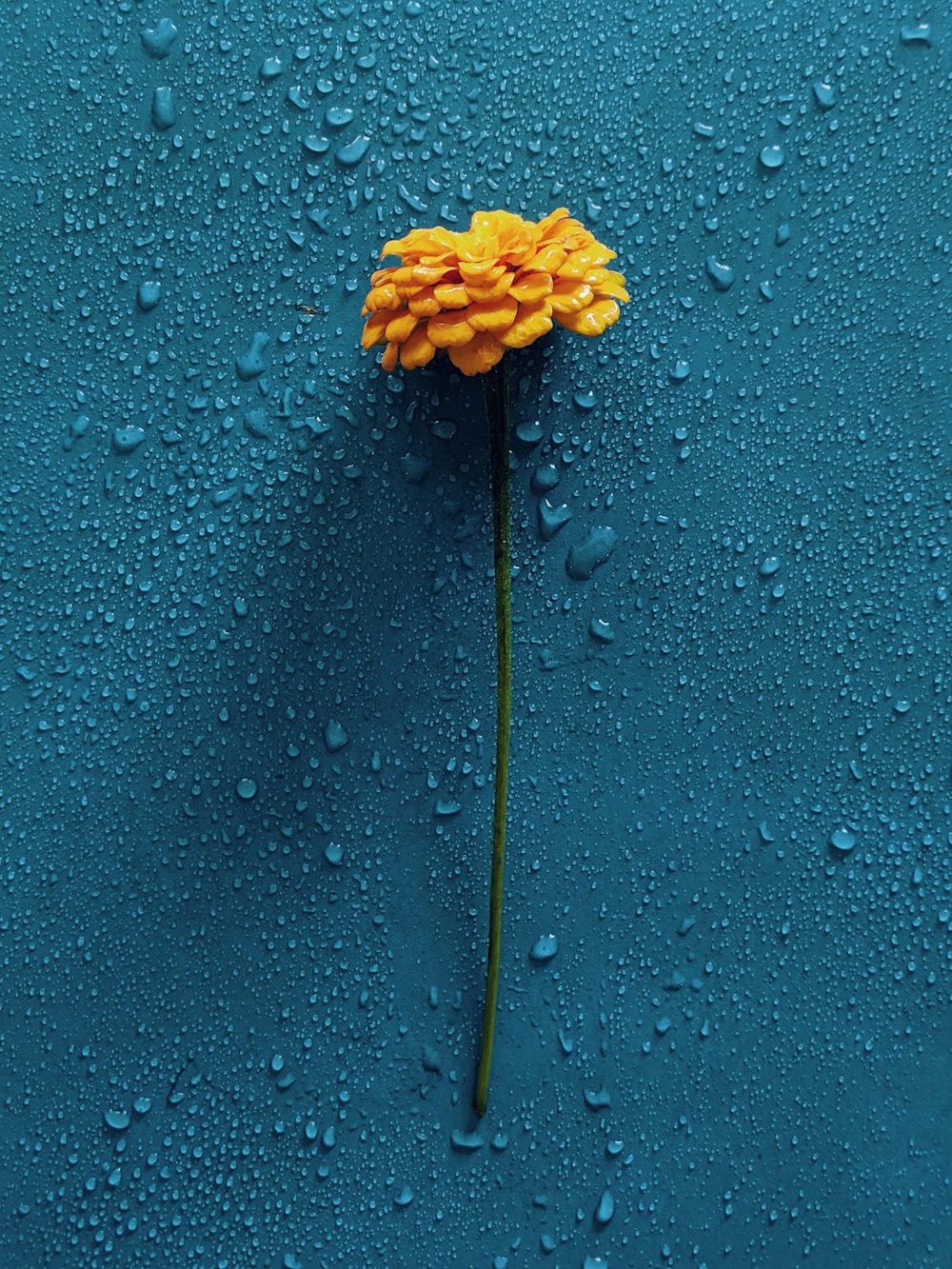 yellow flower on blue surface