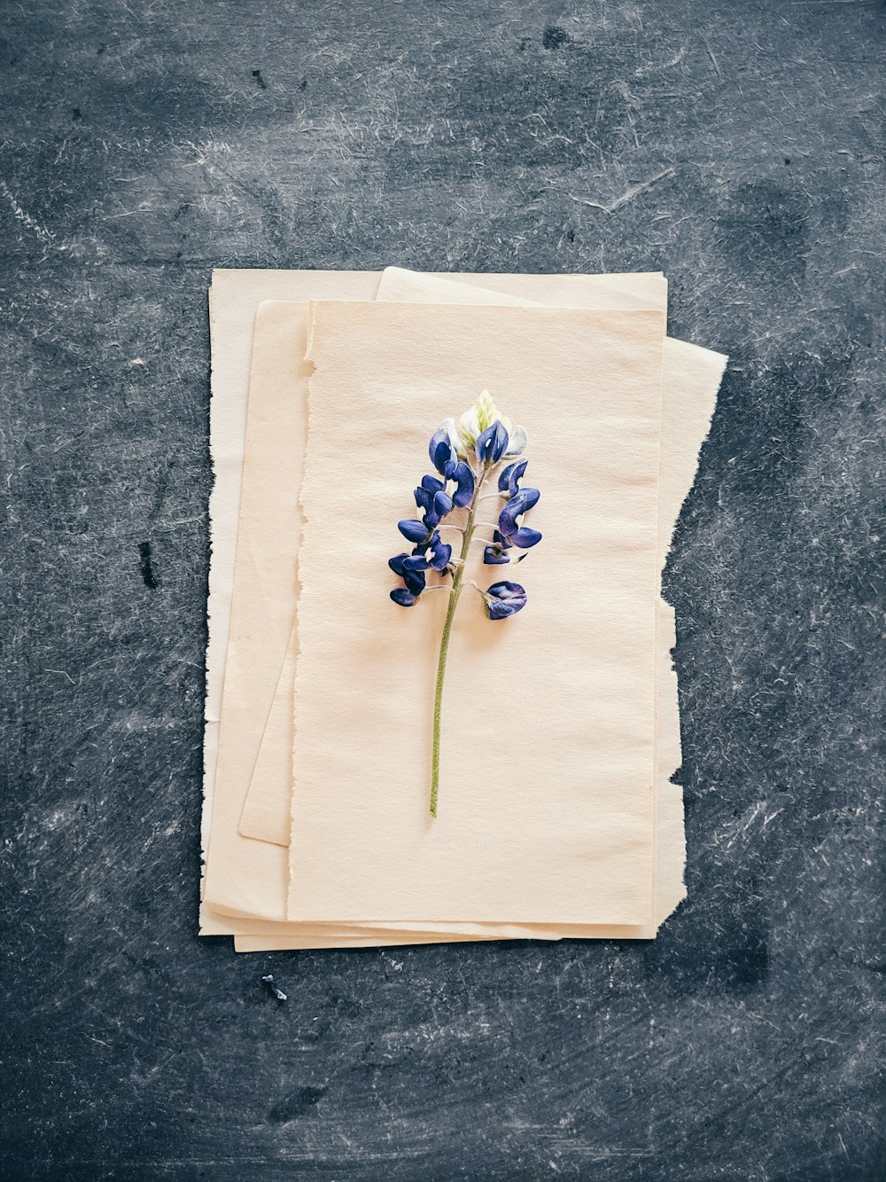 blauer und schwarzer Schmetterling auf weißem Papier