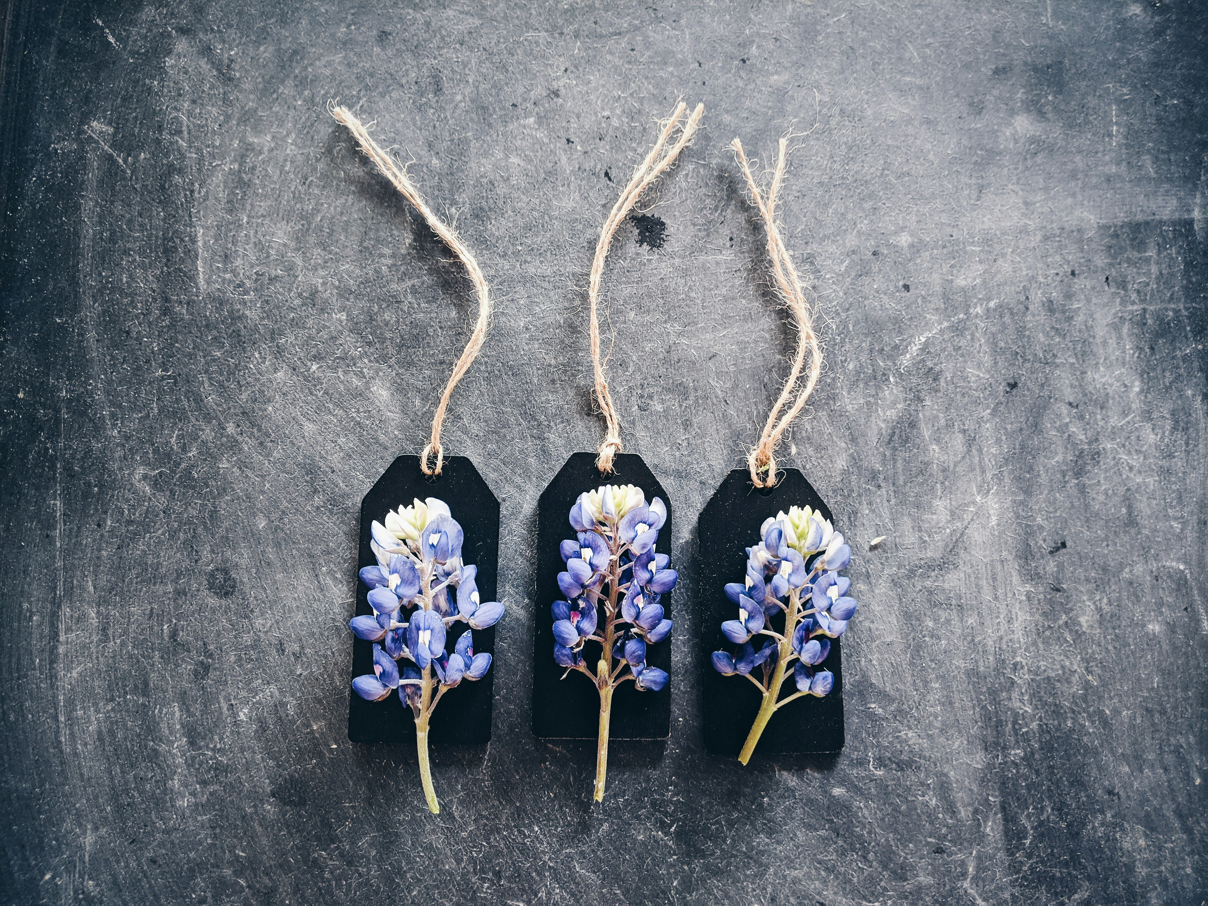 Whimsical bluebonnets on a chalkboard.