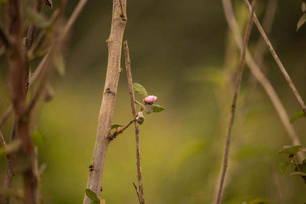 green and pink bird on brown stem