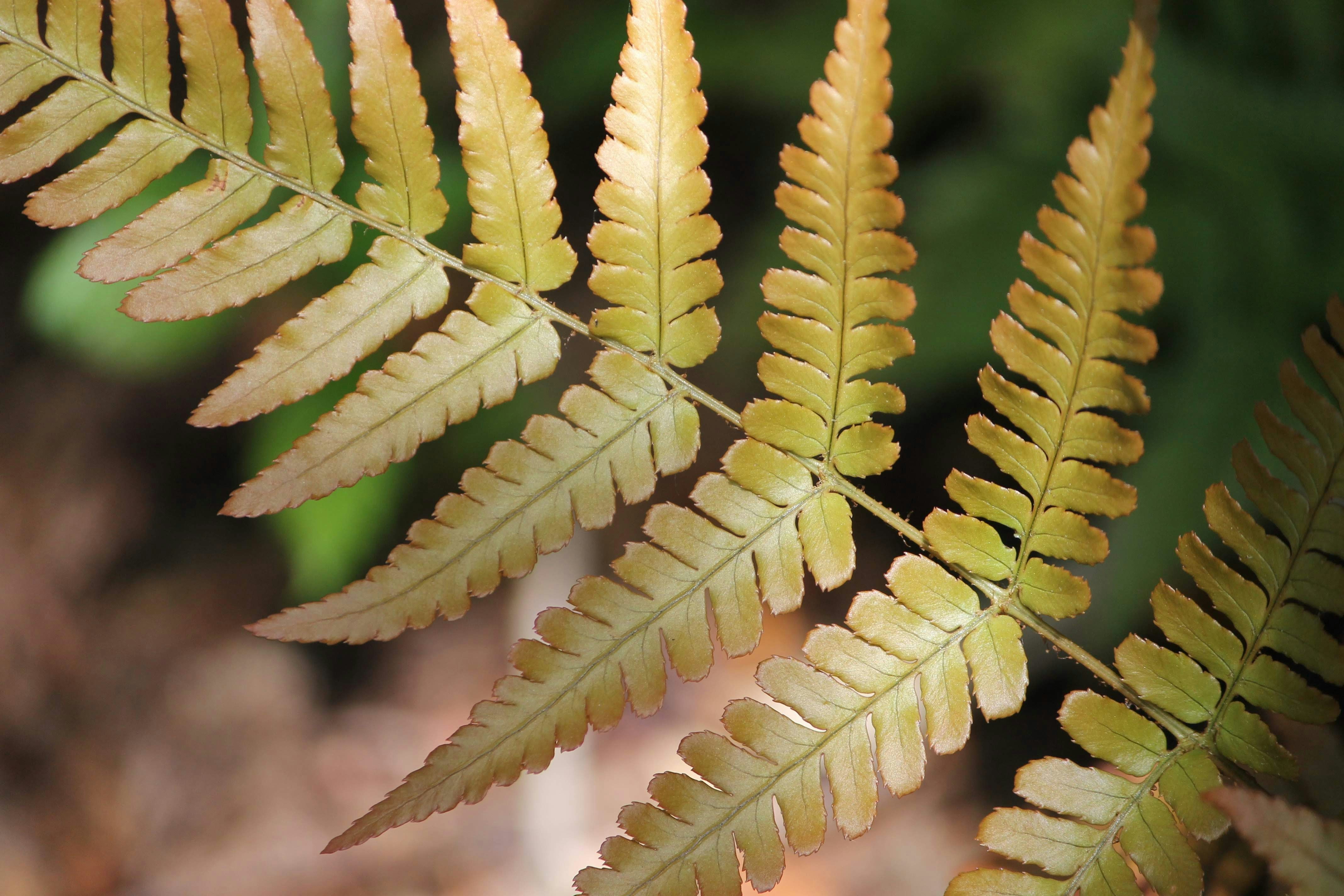 Photo by issaphotography