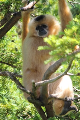A gibbon is hanging onto a tree branch in a dense green forest. Its fur is light brown with a darker face, and the surrounding foliage is vibrant with various shades of green. The gibbon appears to be comfortably perched, with its limbs gripping the branches.