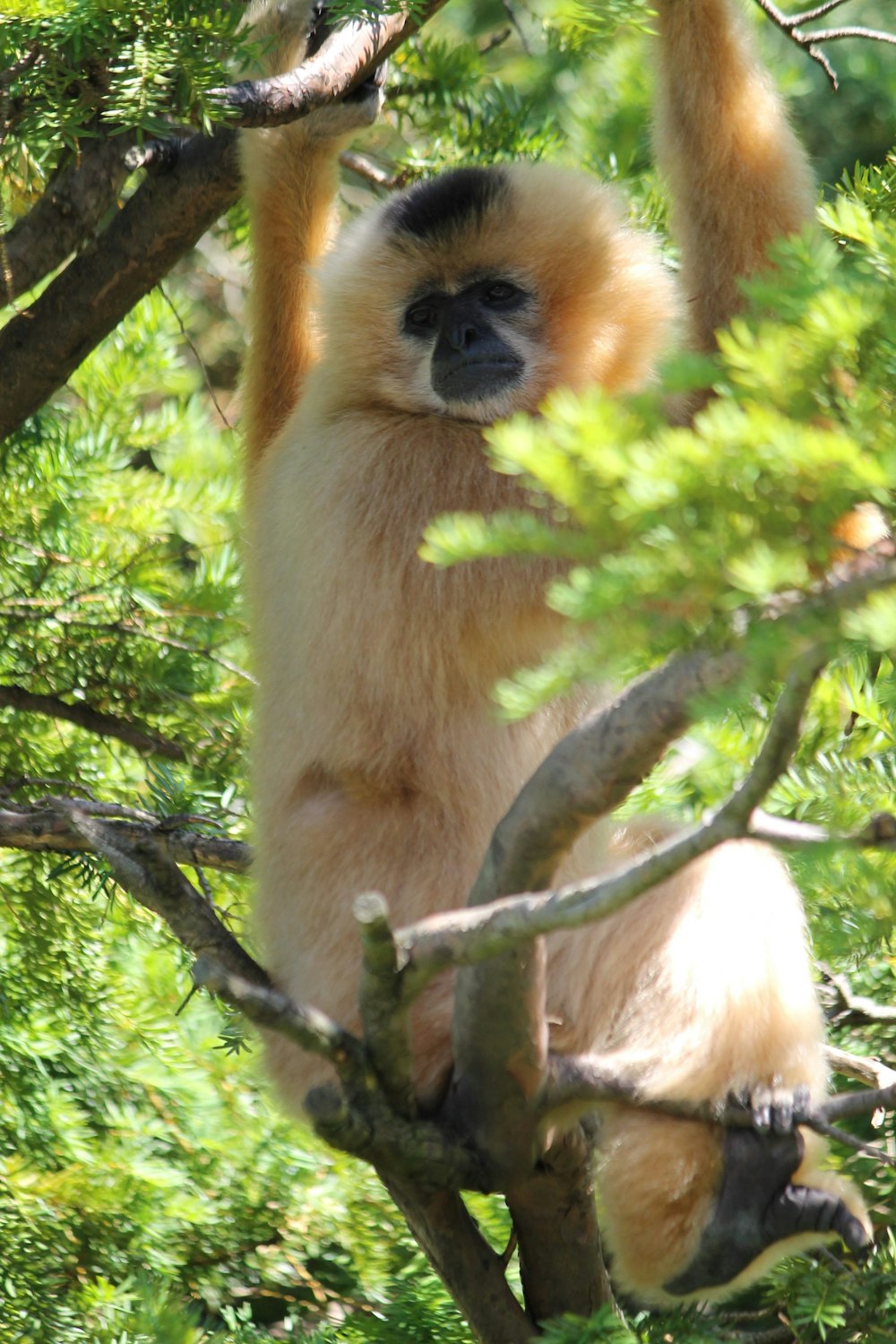 brown monkey on tree branch during daytime