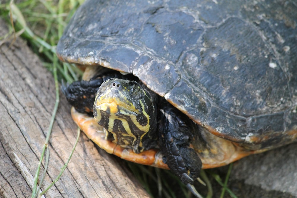 black and brown turtle on brown wooden surface