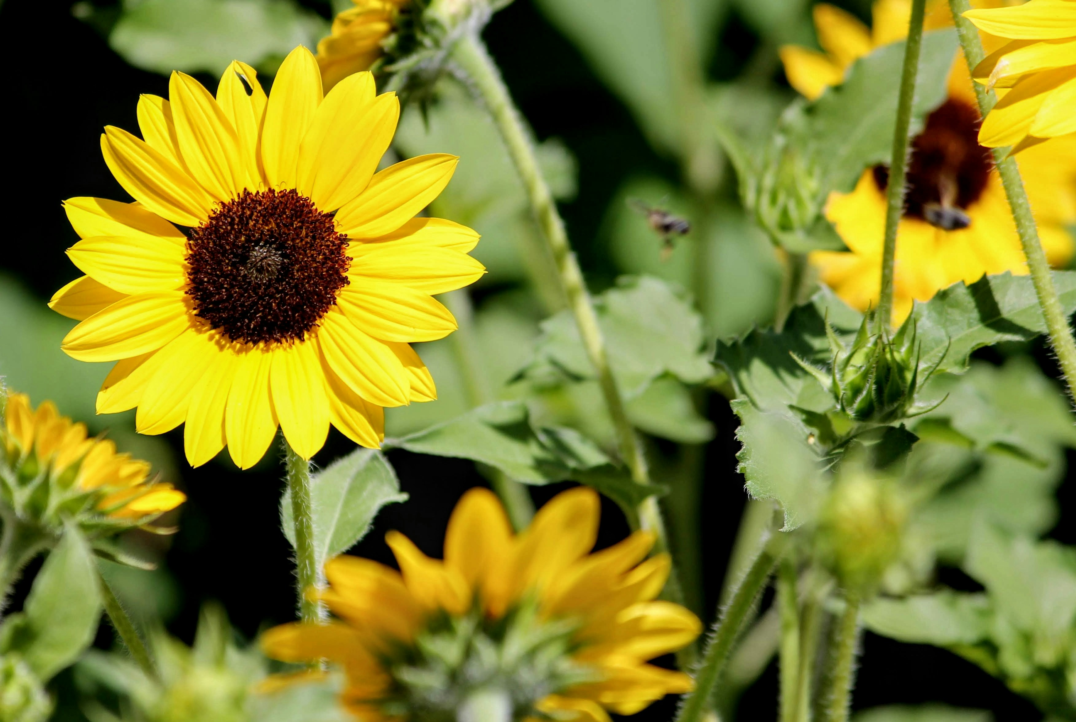 Photo by issaphotography