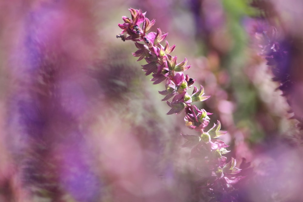 purple flower in tilt shift lens