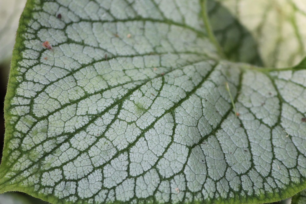 green leaf with water droplets