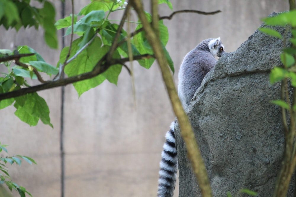 gray and white animal on tree branch during daytime