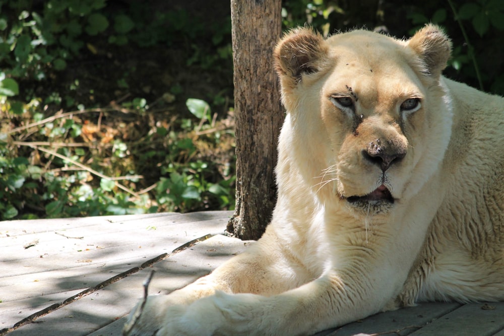 brown lioness lying on gray concrete floor