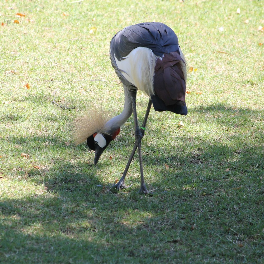 black and white bird on green grass field during daytime