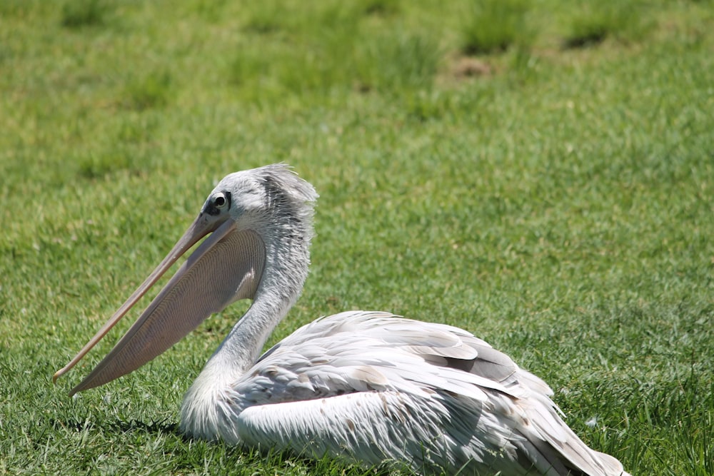 gray pelican on green grass during daytime