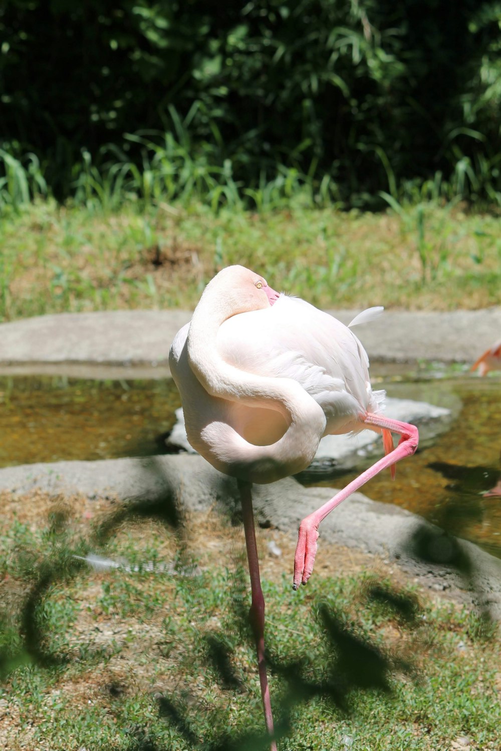 white swan on water during daytime