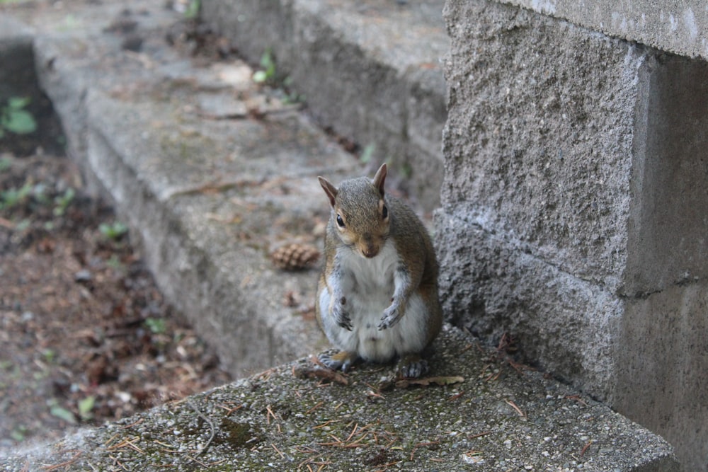 white and brown rabbit on gray concrete wall