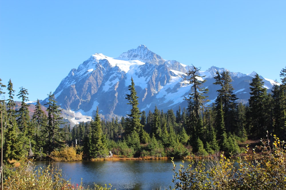 green trees near snow covered mountain during daytime