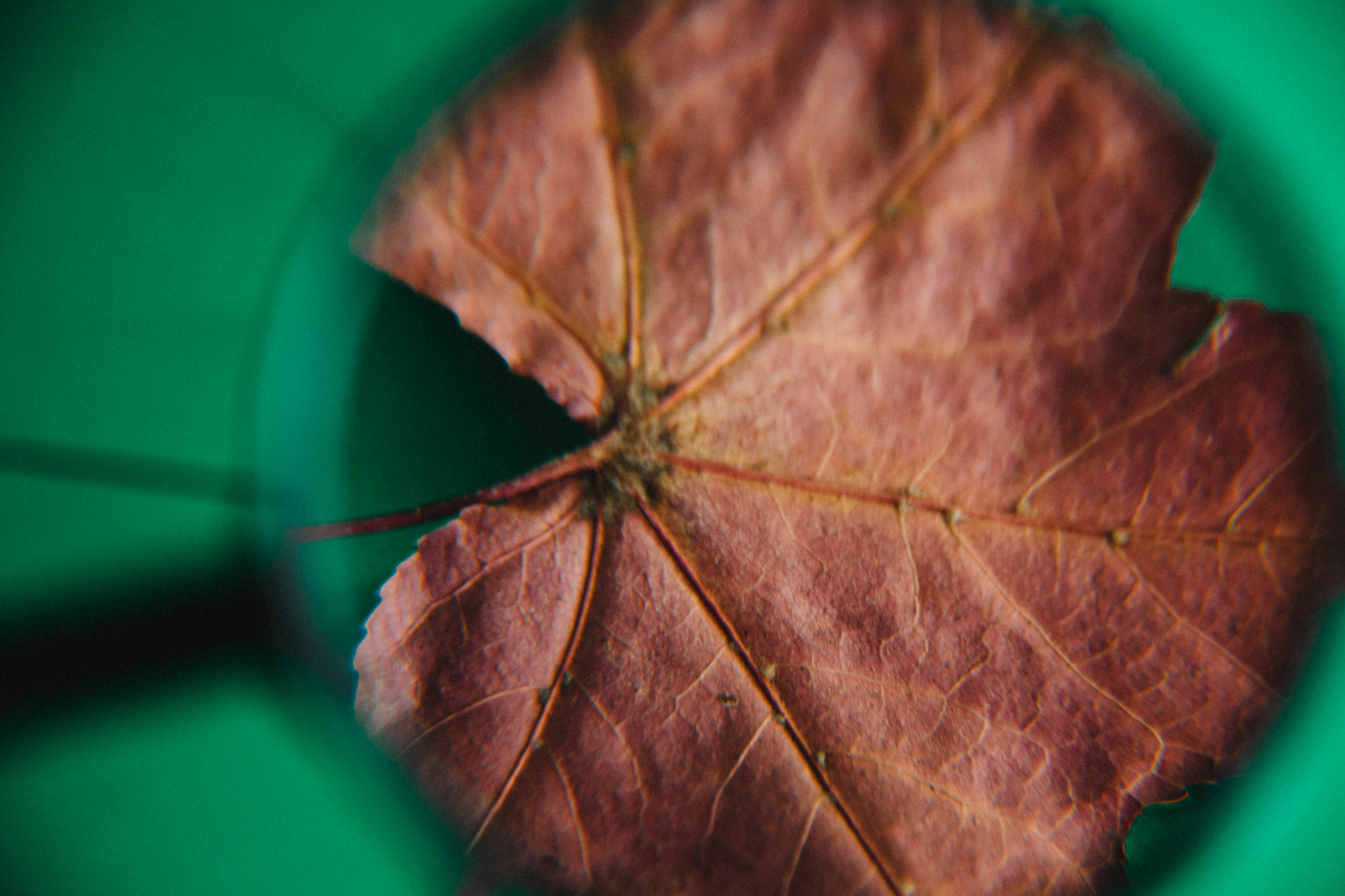 brown leaf in close up photography