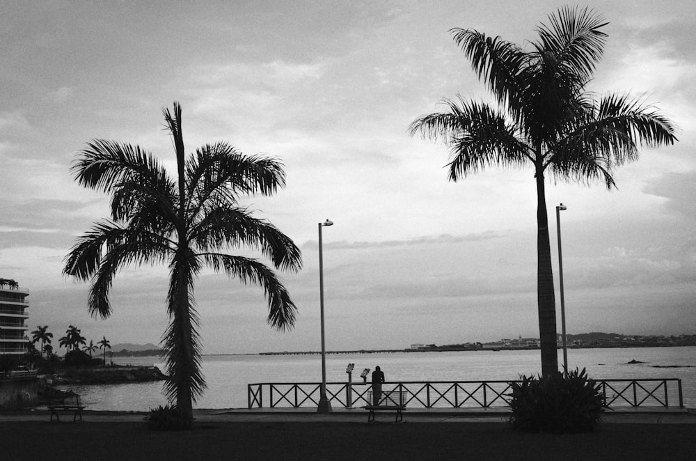 grayscale photo of palm trees near body of water