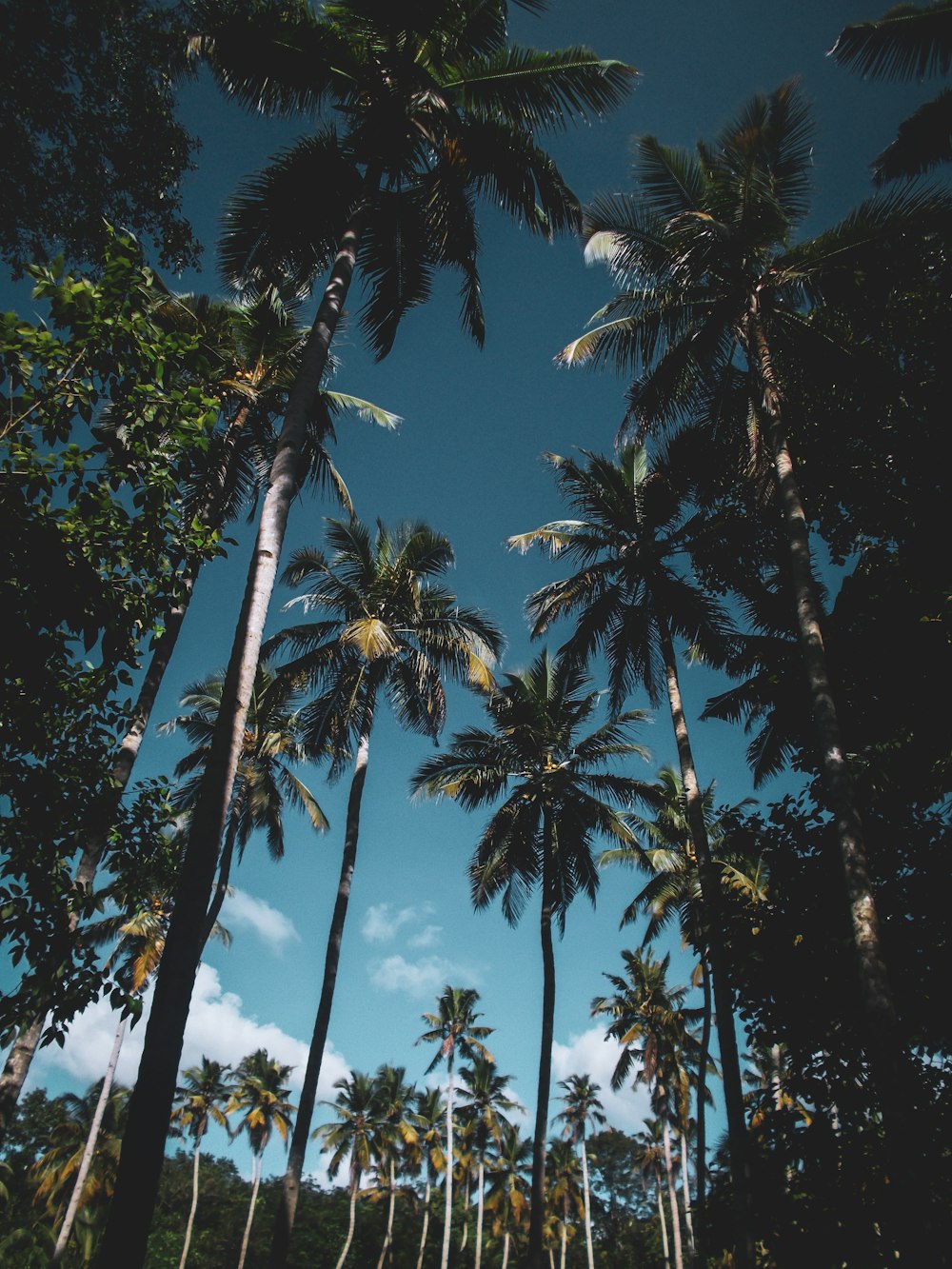 낮에는 푸른 하늘 아래 푸른 코코넛 나무