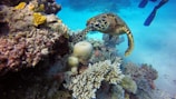 A diver gently swimming alongside a curious sea turtle near a colorful coral reef.