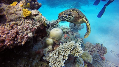 A diver gently swimming alongside a curious sea turtle near a colorful coral reef.