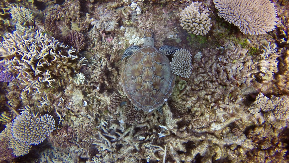 brown and black turtle on brown coral reef