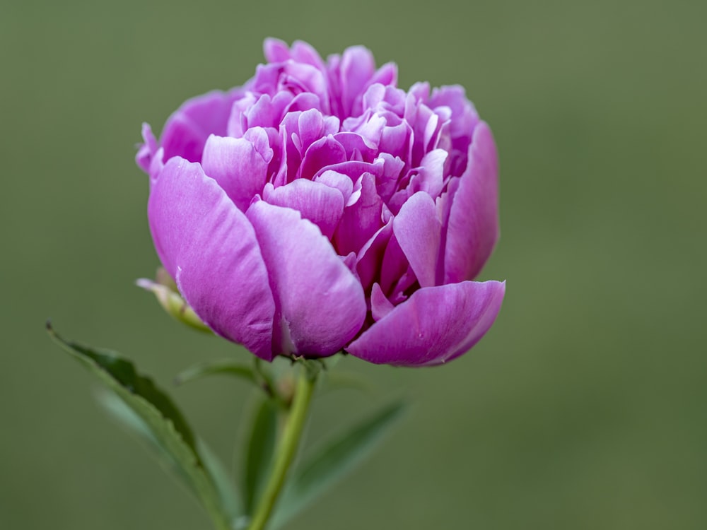 pink flower in macro shot