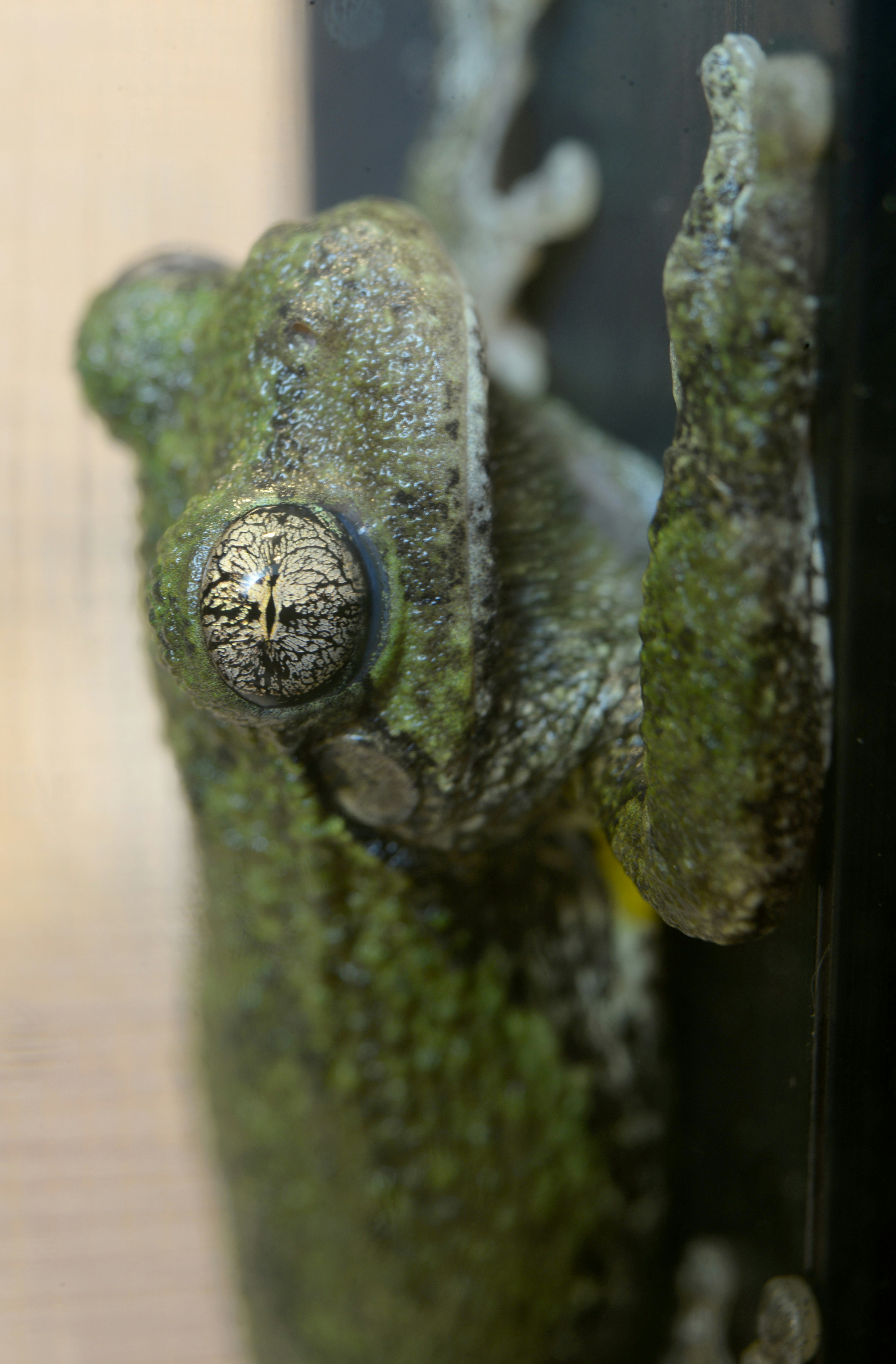 The gray tree frog is native to much of North America and southeastern Canada. They have a remarkable ability to camouflage, changing in color from bright green to dark brown to pale tan. During a winter freeze, the gray tree frog will freeze to the point his heart and lungs will stop. The frog survives by producing large amounts of glycerol, which changes to glucose, spreads to the cells, and prevents them from dehydrating during the freezing process. There are only 5 known species of frog with this ability in North America. 
