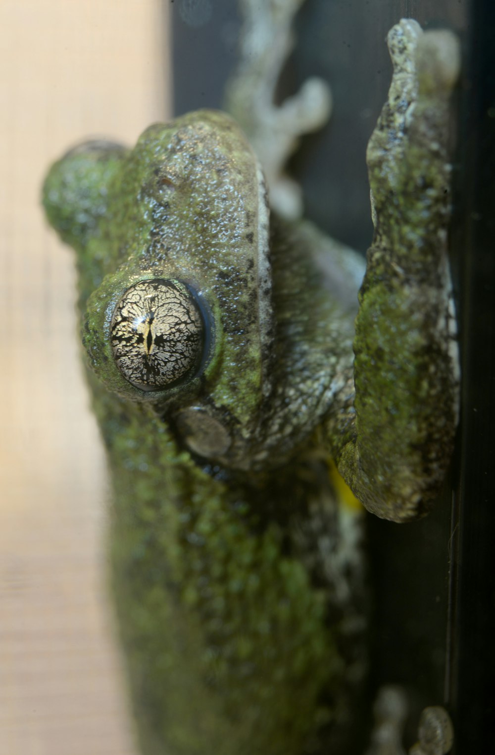 green frog on brown wooden surface