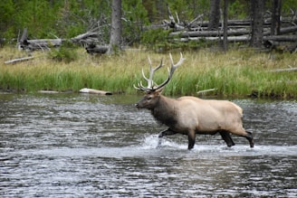 brown deer on water during daytime