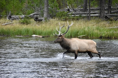 brown deer on water during daytime