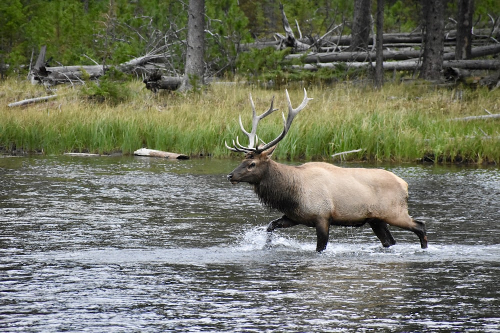 brown deer on water during daytime