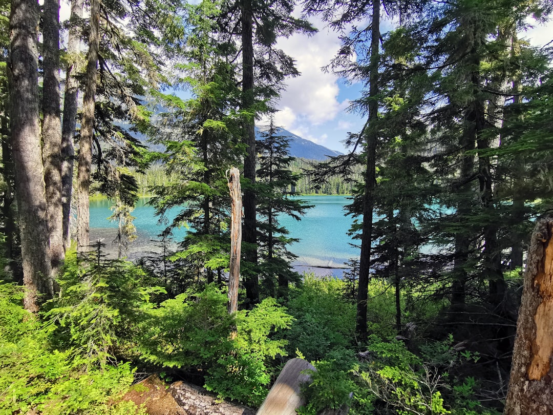 Tropical and subtropical coniferous forests photo spot Joffre Lakes Trail Stawamus Chief