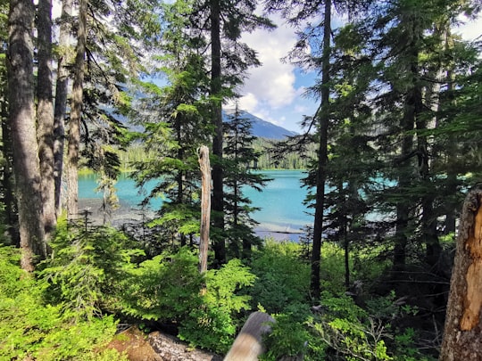 green trees near body of water during daytime in Joffre Lakes Trail Canada