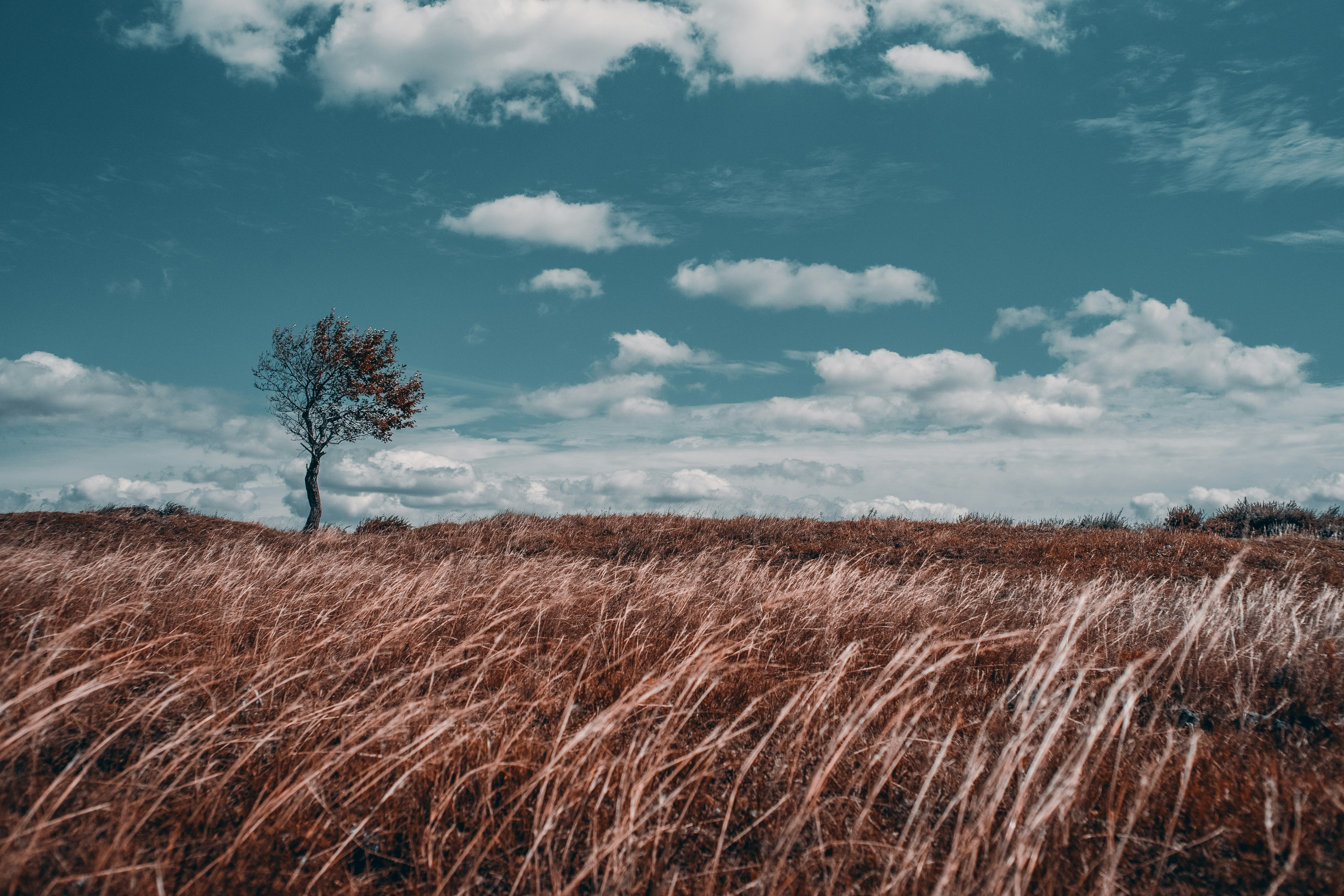 Photo by invisibledragon