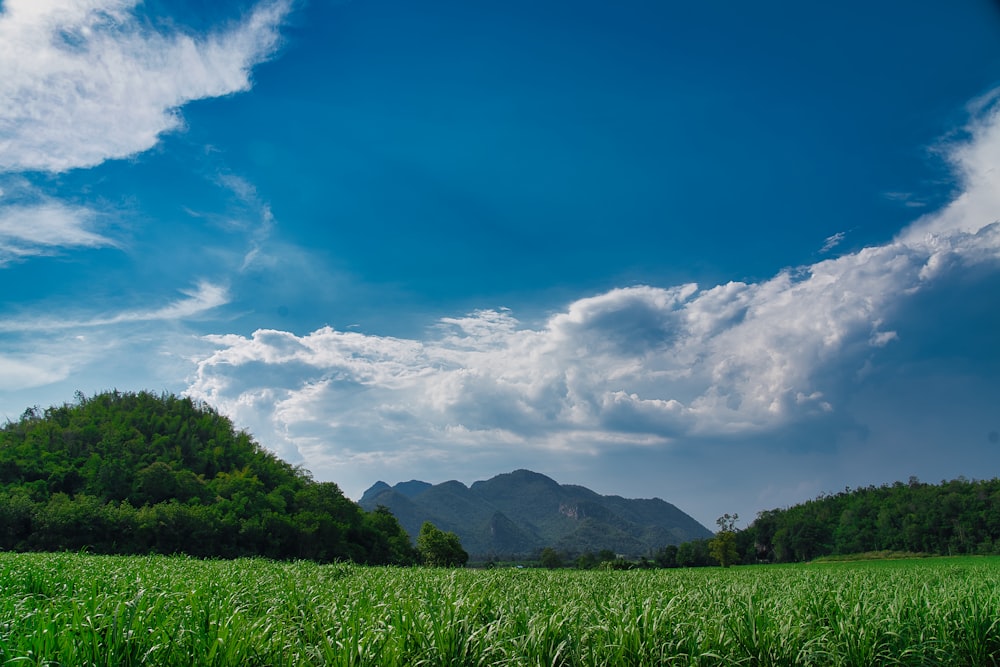 Grünes Grasfeld und Berge unter blauem Himmel und weißen Wolken tagsüber