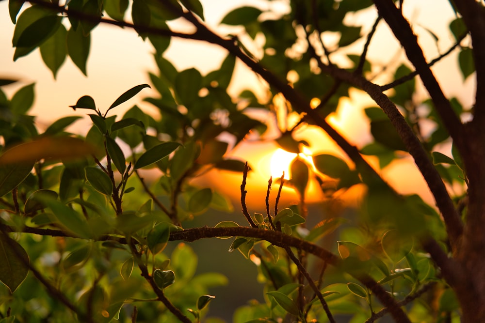 green leaves with sun rays